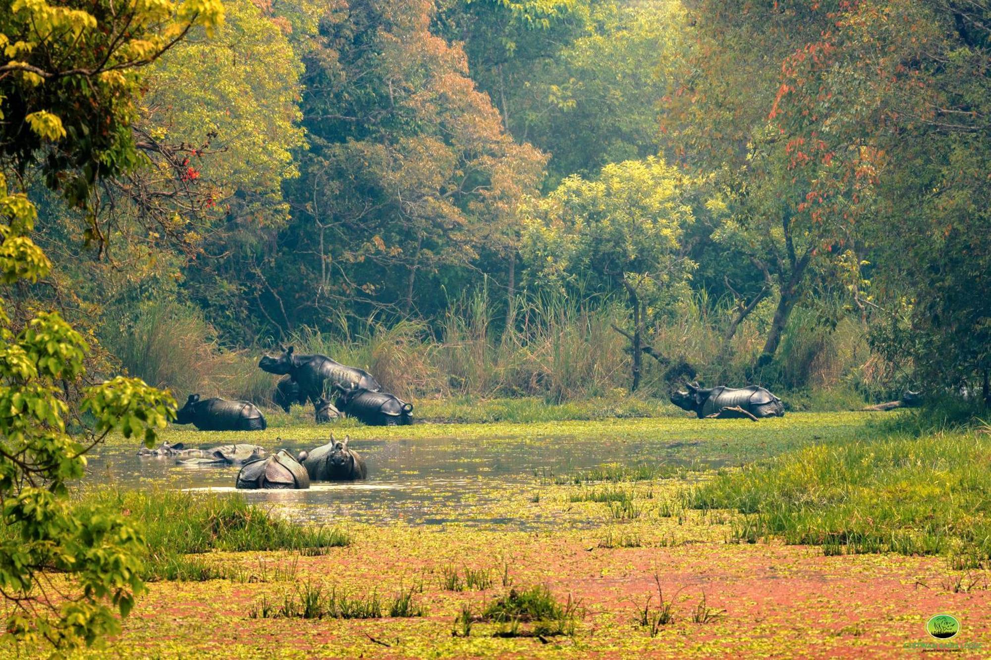 Chitwan Gaida Lodge - Animal Lovers & Birdwatchers Paradise Sauraha Exterior photo