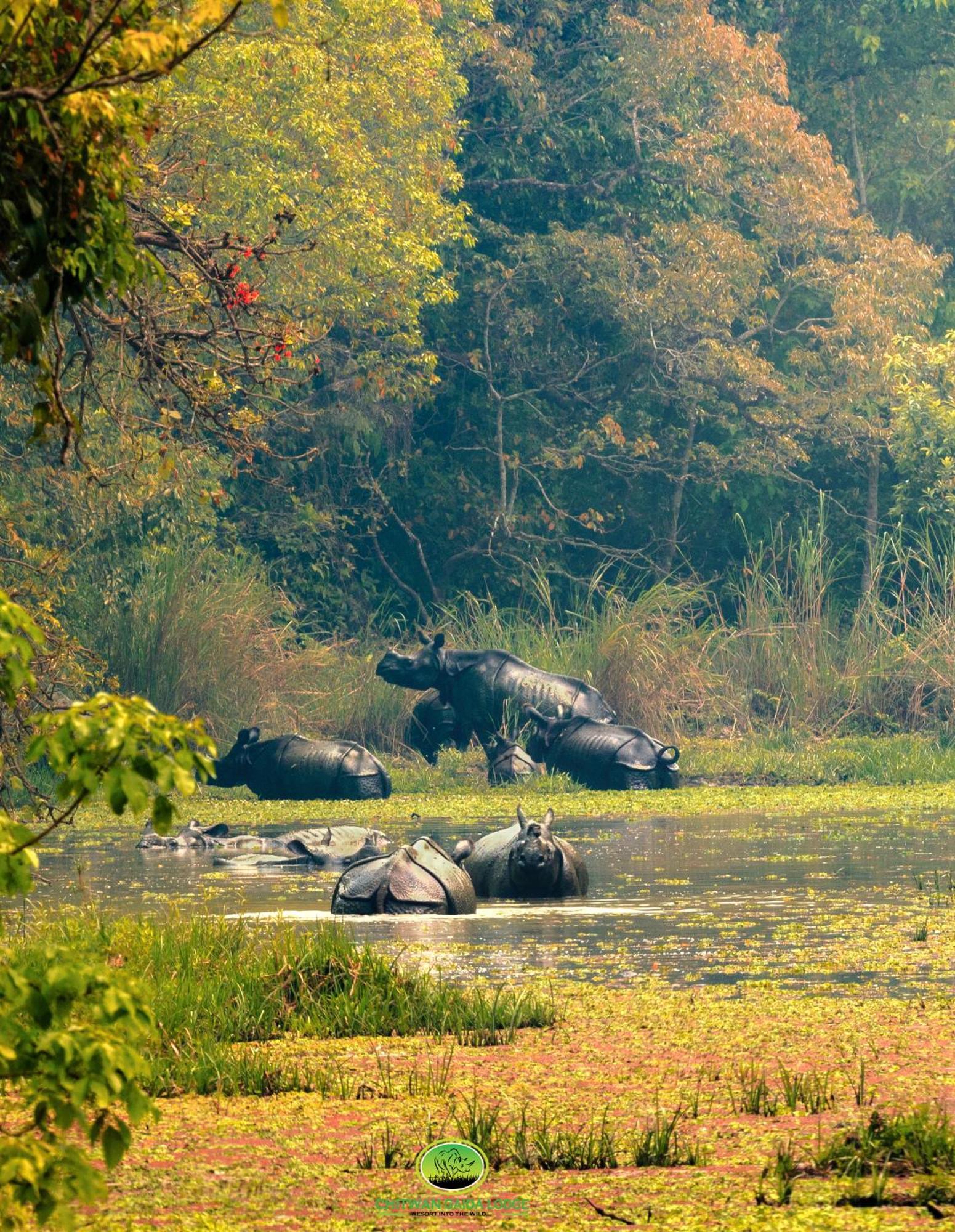 Chitwan Gaida Lodge - Animal Lovers & Birdwatchers Paradise Sauraha Exterior photo
